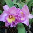 Orchid 551 Orchid 551