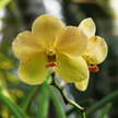 Orchid 74