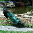 Peacock 85