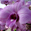 Purple Orchid 523