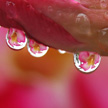 Reflection 396