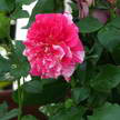 Rose 244