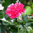 Rose 245 Rose 245