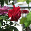 Rose 251