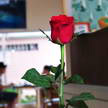 Rose 361 Rose 361