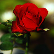 Rose 425