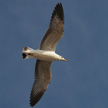 Seagull 411 Seagull 411