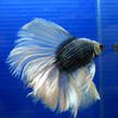 Siam Fighting Fish 72 Siam Fighting Fish 72