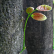 Small leaves 498