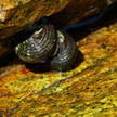 Snail 205