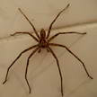 Spider 328 Spider 328