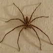 Spider 336
