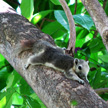 Squirrel 487