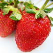 Strawberry 323
