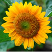 Sun flower 577