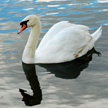 swan 424