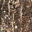 Tree Bark 356 Tree Bark 356