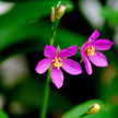 Twin Flowers 407