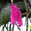 violet color Lind 354