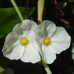White flower 460