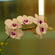White Orchid 539