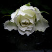 White rose 497