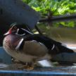 Wood Duck 475