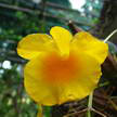 Yellow Orchid 342 Yellow Orchid 342