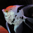 Angelfish 831