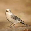 Bird 902