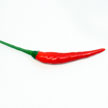 Chilli 749 Chilli 749
