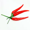Chilli 750 Chilli 750