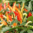 Chillies 829
