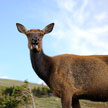 Deer 703