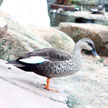 Duck 791 Duck 791