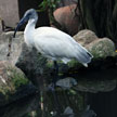 Egret 794
