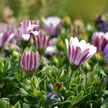 Flower 738 Flower 738