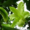 Gree Orchid 516 Gree Orchid 516