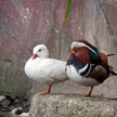 Mandarin Ducks 795