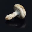 Mushroom 709 Mushroom 709