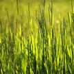 Paddy Plant 747