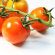Tomato 799 Tomato 799