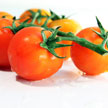 Tomato 800
