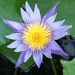 Waterlily 777 Waterlily 777