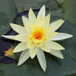 Waterlily 779