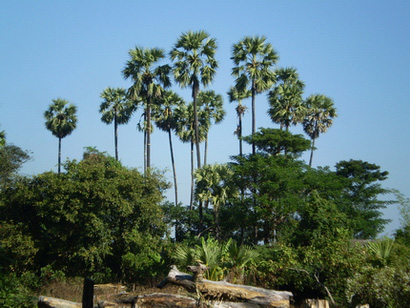 Asian Palmyra Palm 11