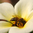 Bee and Flower 534