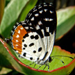 Butterfly 455