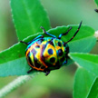 Colorful bug 434