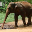 Elephant 91